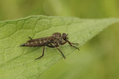 Uçurtma kuyruklu bir Robberfly 'a yakın plan, Tolmerus atrikapillus yeşil bir yaprağın üzerinde oturuyor.