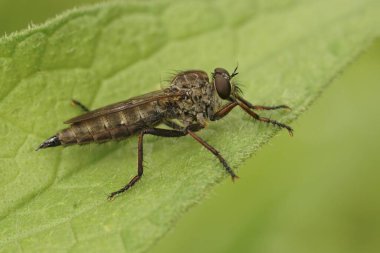 Uçurtma kuyruklu bir Robberfly 'a yakın plan, Tolmerus atrikapillus yeşil bir yaprağın üzerinde oturuyor.