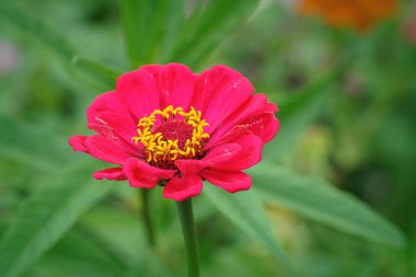 Bahçedeki Zinnia 'nın renkli, parlak kırmızı çiçeğinin dikey görüntüsü.