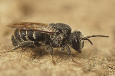 Siyah kleptoparazit guguk kuşu Stelis Similima 'nın detaylı görüntüsü Fransa, Gard' dan