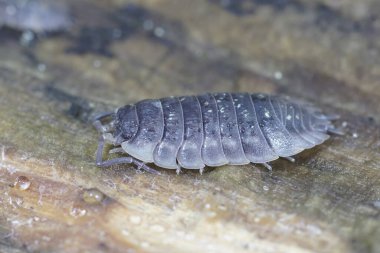 Parlak tespih böceği Oniscus Asellus 'un bir odun parçasına yakın plan çekilmiş.