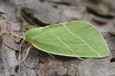 Renkli yeşile yakın plan. Gümüş çizgili güve, Bena bicolorana.
