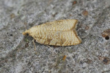 Küçük sarı meşe ağacı broşüründe doğal yakın plan Aleimma loeflingiana tahtada oturuyor.