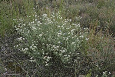 Çiçek açan Akdeniz devi yonca ya da badassi, Lotus dorycnium 'un doğal yakın çekimi.