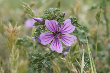 Mallow, Malva Sylvestris 'in parlak mor çiçeğine doğal olarak yakın çekim