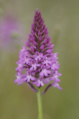 Avrupa 'nın uzun ömürlü otçul piramit orkidesi Anacamptis Piramidalis' in mor çiçeğine doğal olarak yakın plan.