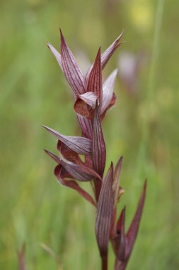 Kırmızı c renginde uzun dudaklı orkide doğal dikey çekim, yeşil doğal bulanık arkaplana karşı Serapias vomeracea