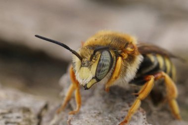 Akdeniz 'in doğal yakın çekimi. Yedi dişli Kırmızı-Reçine Arısı, Rhodanthidium septemdentatum.
