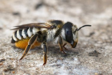Renkli, kıllı, Akdeniz beyaz kesimli, yaprak kesen yalnız bir arı olan Megachile Albisecta 'nın detaylı görüntüsü.