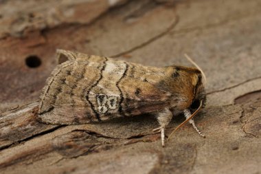 Seksen güve figürünün doğal yakın çekimi, Tethea ocularis tahtada oturuyor.