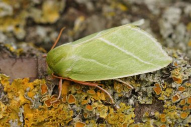 Renkli yeşil güve üzerinde ayrıntılı yakın plan, Pseudoips prasinana bir liken kaplı ahşap üzerinde oturuyor