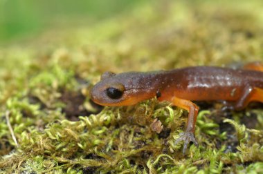 California, Pfeiffer Eyalet Parkı 'nda genç turuncu renkli Ensatina eschscholtzii semenderi.