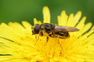 Chilosia kanicularis kanicularis 'in doğal yakın çekimi. Bir çiçeğin üzerinde sarı polen yüklü uçan sinek.