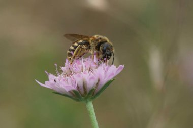 Büyük bantlı dişi arı Halictus Scabiosae 'nin Güney Fransa' da pembe kırışık bir çiçekte doğal yakın çekimi.