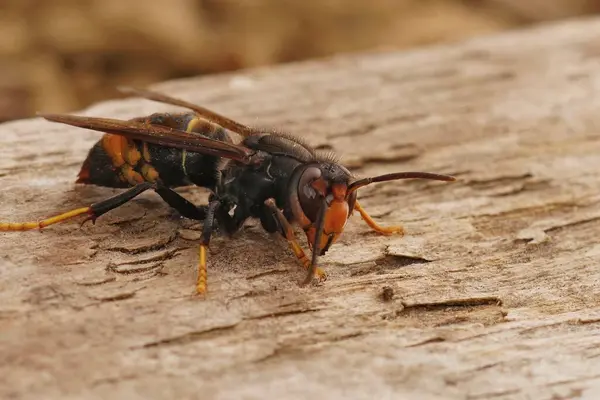 Detailed closeup on the invasive and aggressive a dark Asian yellow-legged hornet , Vespa velutina
