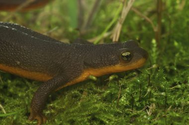 detailed closeup on a poisonous Californian Rough skinned newt, Taricha granulosa clipart