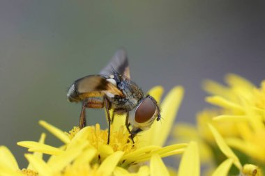 Detailed closeup on a colorful Tachinid fly, Ectophasia crassipennis, on a yellow flower clipart