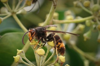 Natural closeup on the invasive Asian hornet, Vespa velutina, feeding on flowering Ivy, Hedera helix clipart