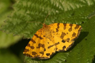 Natural closeup on the beautiful Specled-yellow panther geometer moth, Pseudopanthera macularia sitting with spread wings clipart