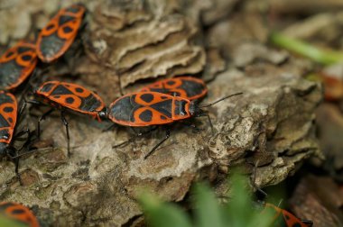 Closeup on an aggregation of colorful red fire bugs, Pyrrhocoris apterus on wood clipart