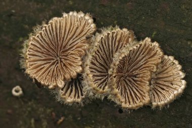 Natural closeup on a common split gill bracket fungus , Schizophyllum commune on rotten wood clipart