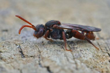Büyük Ayı Pençeli Göçebe Arı, Nomada alboguttata ve fotokopi alanı hakkında detaylı bilgi