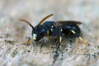 Detailed Closeup on a male of the rare and endangered punctate spatulate-masked bee, Hylaeus punctatus , found in Belgium clipart