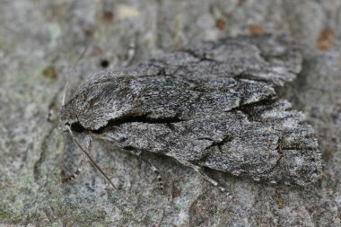 Gri bir kürek kara hançeri, Acronicta psi ya da bahçedeki tahtanın üzerinde oturan tridenlere yakın plan.
