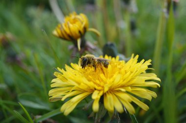 Doğal olarak geniş açılı, gri gagalı bir maden arısı olan Andrena Tibialis 'e yakın plan.