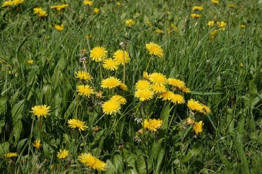 Hyacinthoides 'in yol kenarında açtığı mavi çiçekli Hyacinth bitkisine doğal açıdan yakın plan.