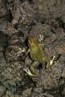 Oophaga pumiliosu, Çilek Zehirli Kurbağası 'nın alışılmadık yeşil bir formu hakkında detaylı bilgi.