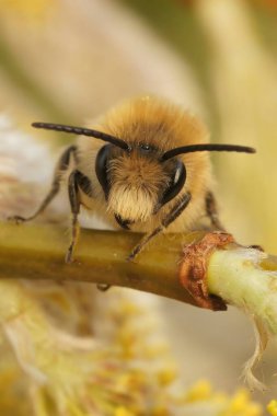 Söğüt dalında, bahar madencilik arısı Colletes cunicularius 'un doğal yüz görüntüsü.