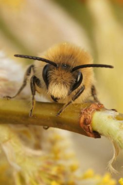 Natural facial closeup of the male vernal colletes or spring mining bee, Colletes cunicularius, on a Willow twig, Salix caprea clipart