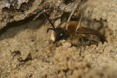 Detailed Lateral closeup of the male vernal colletes or spring mining bee, Colletes cunicularius, leaving it's nest clipart