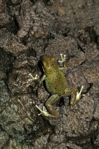 Oophaga pumiliosu, Çilek Zehirli Kurbağası 'nın alışılmadık yeşil bir formu hakkında detaylı bilgi.
