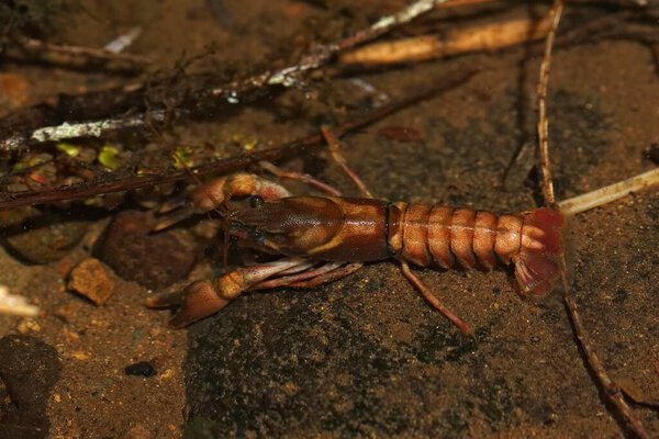 Natural closeup on the American signal crayfish, Pacifastacus leniusculus in a small stream in South Washington State