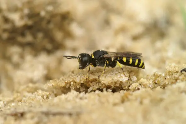 Detailed closeup on a small digger wasp, Ectemnius lapidarius sitting on the ground