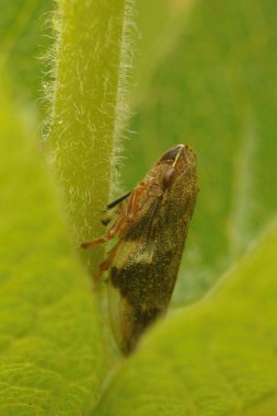 Natural vertical closeup on a brown Willow spittlebug planthopper, Aphrophora alni clipart