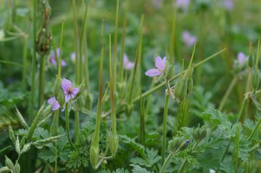 Erodyum ciconium yaban çiçeği bitkisinin oldukça mor, mavimsi çiçeğinin toplanması üzerine doğal yakın plan.