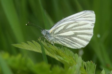 Yeşil damarlı beyaz kelebeğin doğal yakın çekimi, Pieris napi, kapalı kanatlarla oturuyor.