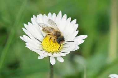 Beyaz bir çiçeğin üzerinde oturan sarı bacaklı, şirin bir maden arısı, Andrena Flaipes 'in detaylı görüntüsü.