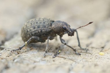 Ahşap bir yüzeydeki bitki paraziti bitkisinin detaylı yakın plan çekimi, Liophloeus tessulatus