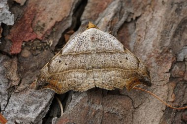 Natural closeup on the beautiful hook-tip geometer moth, Laspeyria flexula on a piece of wood in the garden clipart