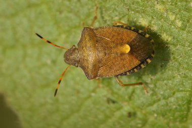 Yeşil yaprak olmayan Holcostethus strictus, nadir bulunan güz kalkan böceğinin detaylı görüntüsü.