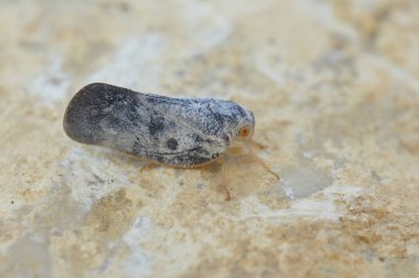 Mavi bir gezegenciye yakın plan, Metcalfa Pruinosi bir taşın üzerinde oturuyor.