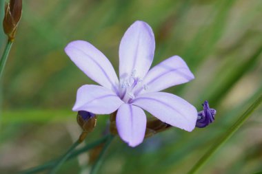 Akdeniz 'in mavi çimenlerine doğal olarak yakın plan zambak çiçeği, tarlada boğulma.