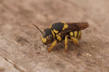 Küçük, şirin, sarı bir Avrupa Rotund-Resin Arısı, Anthidiellum Strigatum 'a yakın plan.