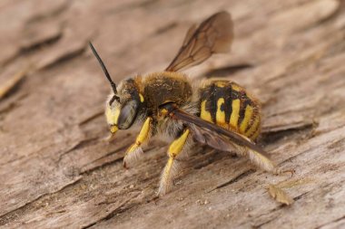Kıllı bir Avrupa Woolcarder arısı olan Anthidium Manicatum 'a yakın plan.