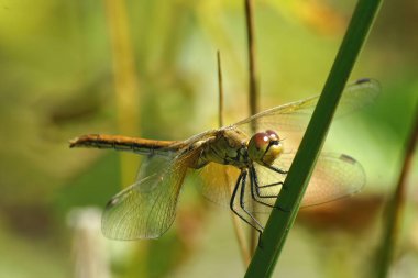 Sarı kanatlı dişi dartla doğal yakın plan, Semetrom flaveolum bir saman kamışına tünemiş.