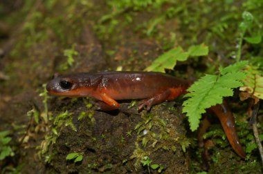 Yüksek kırmızı renkli Güneyli Ensatina eschscholtzii salmaander 'e tamamen siyah gözlü doğal bir yakın plan.
